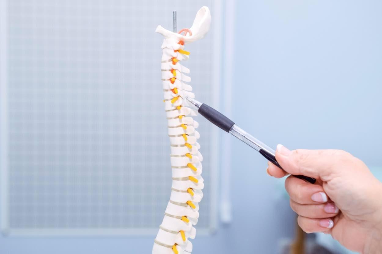 A model of a spine