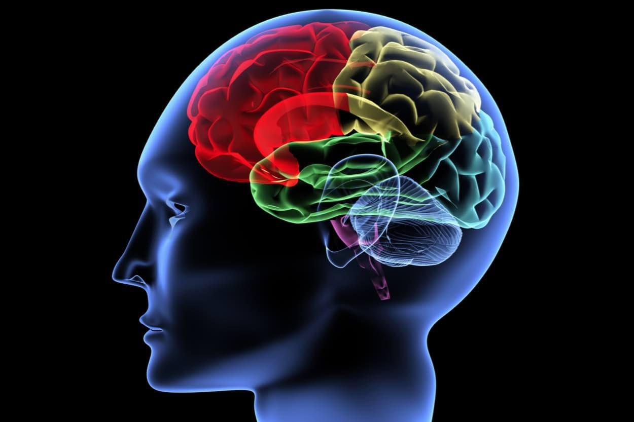 Brain parts in different colors
